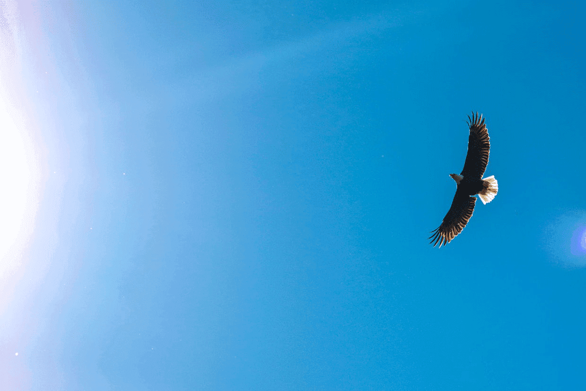 Aigle-Vautour-web