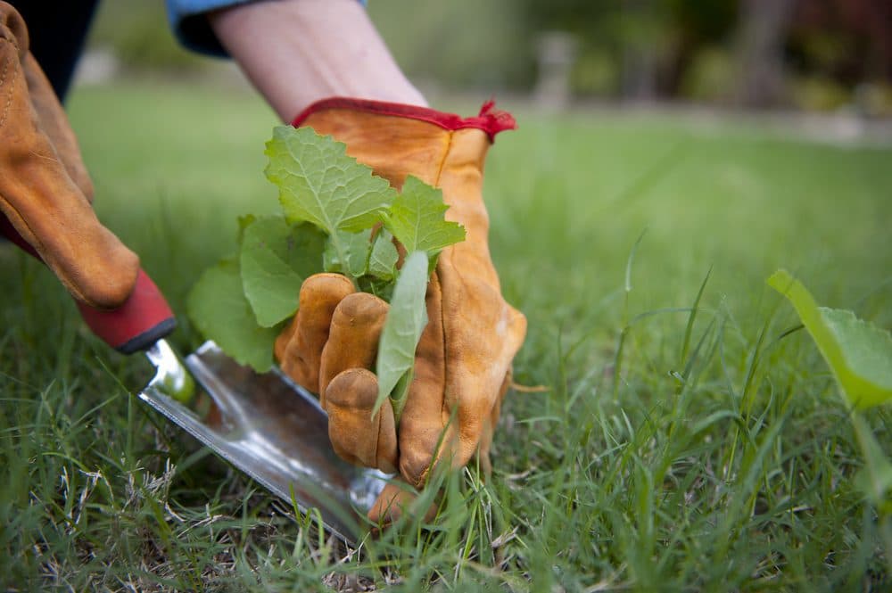 a person skillfully trimming grass with a garden tool, ensuring a neat and well-maintained lawn.