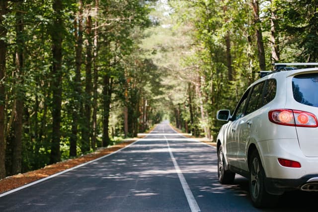 White SUV on a road in the middle of a forest