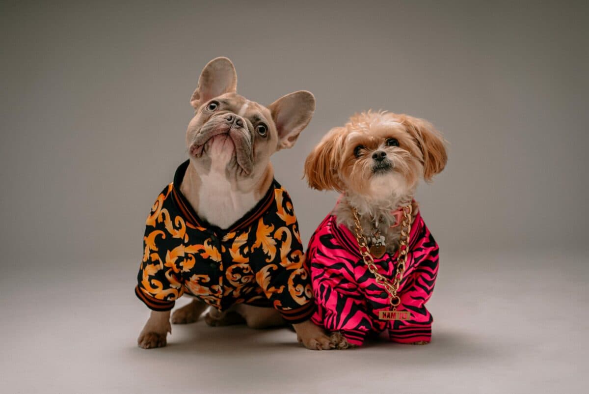 two dogs wearing clothes and looking up