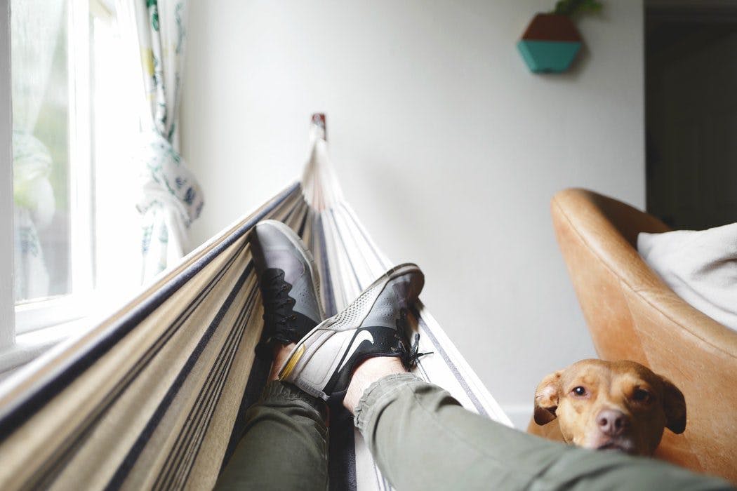 A person peacefully rests in a hammock, accompanied by a loyal dog.