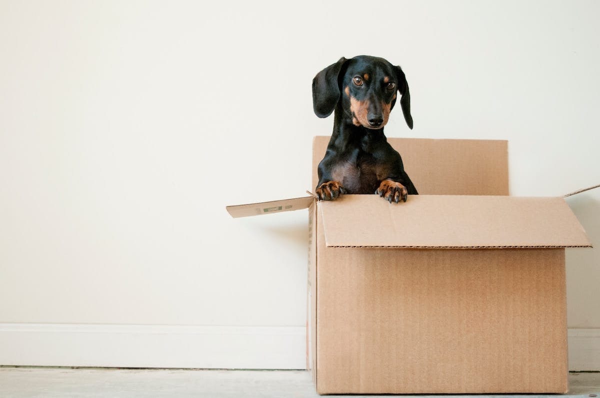 a dog sitting in a box