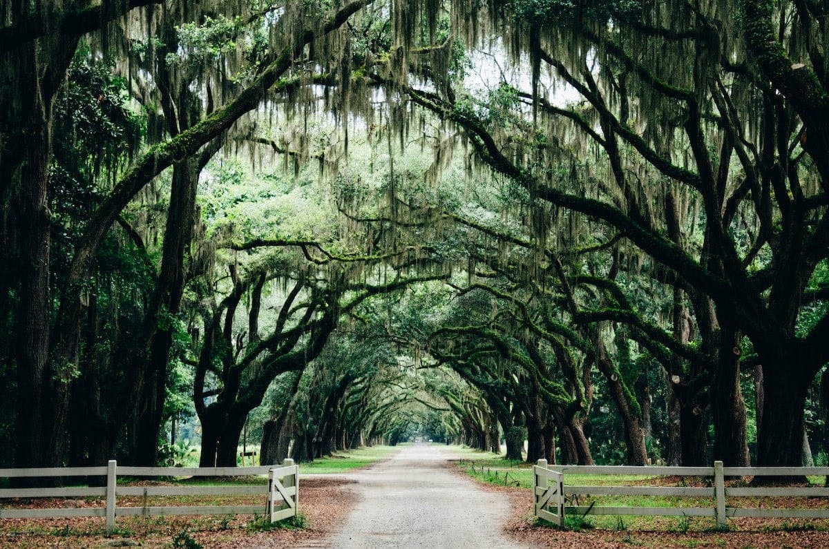 a road with trees and a fence with Wormsloe Historic Site in the background