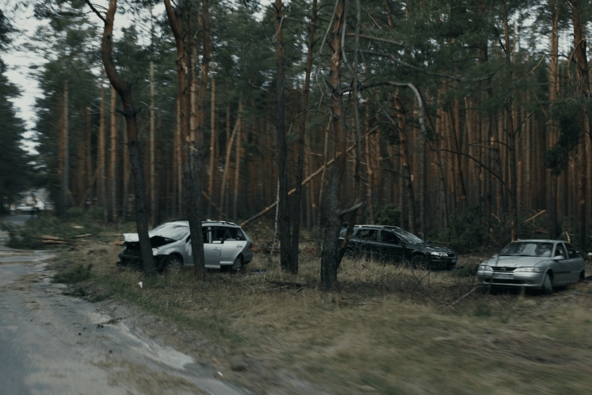cars parked cars in a forest