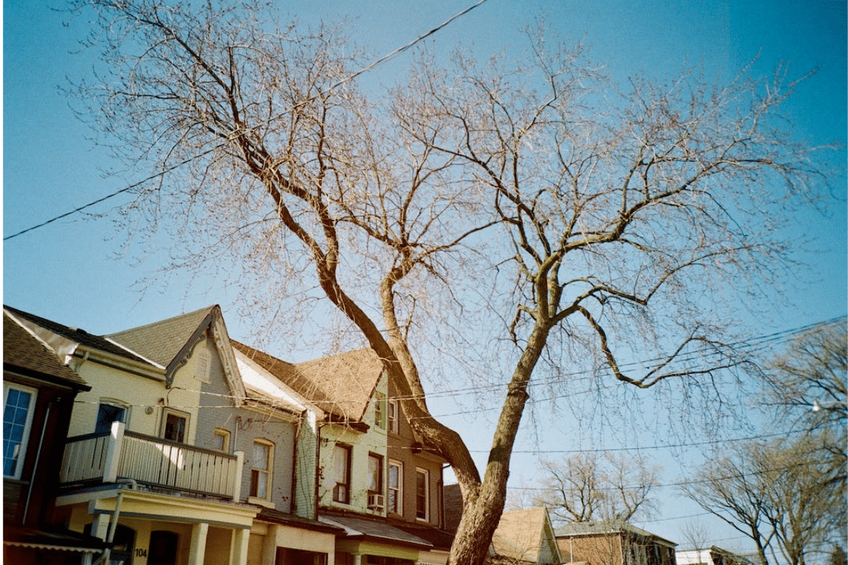 a tree in front of a row of houses